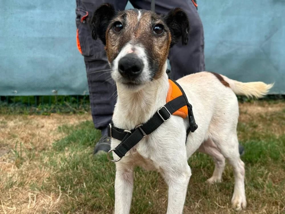 RUBY, female 5yo Beagle for adoption at SPA Saint-Omer, Omer