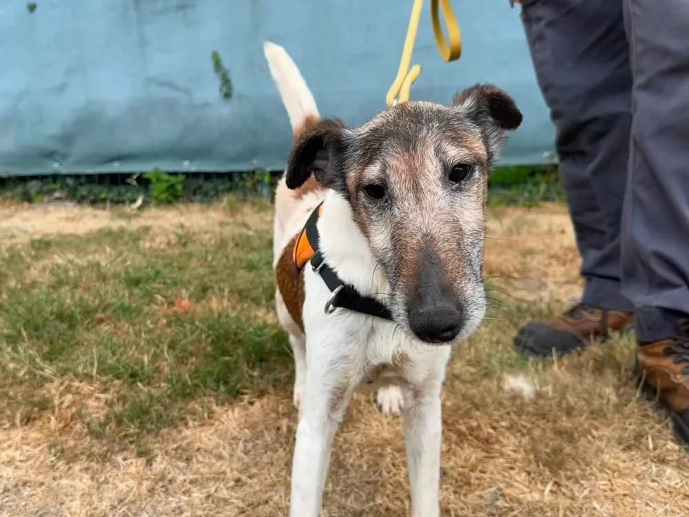 NIKY en SOS, female senior mixed breed for adoption at SPA Saint-Omer, Omer