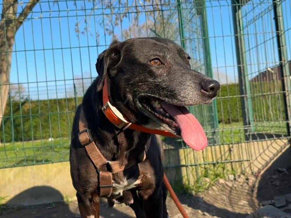 MUQUIN, female senior Labrador Retriever for adoption at SPA Saint-Omer, Omer