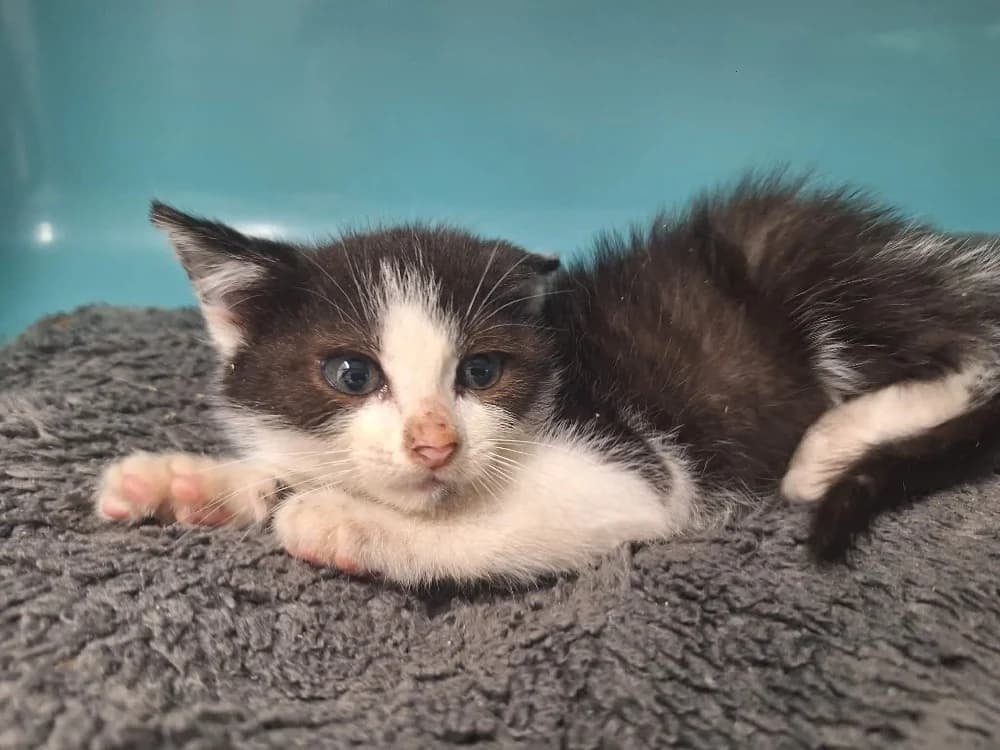 DOMINO, male Mixed Breed for adoption at SPA Saint-Omer, Omer