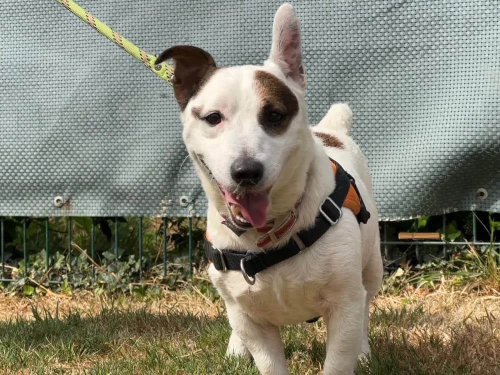 CRAPOUILLE, male 4yo Jack Russell Terrier for adoption at SPA Saint-Omer, Omer
