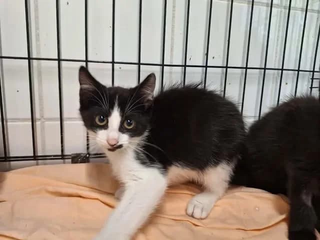 STARK, male puppy Mixed Breed for adoption at SPA Saint-Omer, Omer