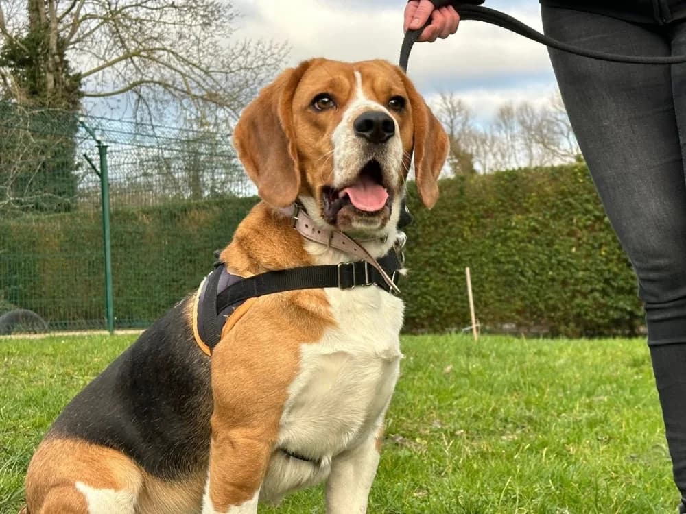 VASCO, male young Mixed Breed for adoption at SPA Saint-Omer, Omer