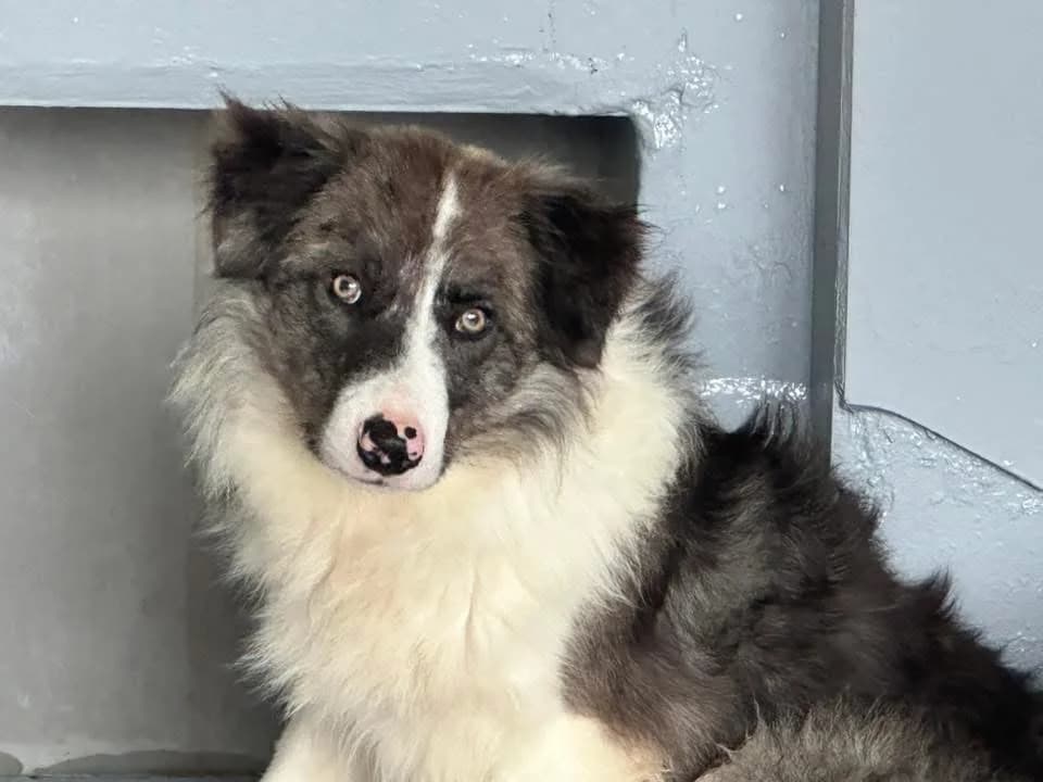 NOX, male young mixed breed for adoption at SPA Saint-Omer, Omer