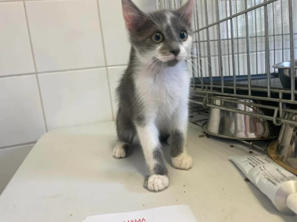 JACOB, male Mixed Breed for adoption at SPA Saint-Omer, Omer