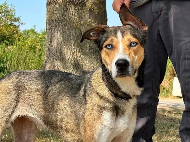 VAIA, female young Husky for adoption at SPA Saint-Omer, Omer