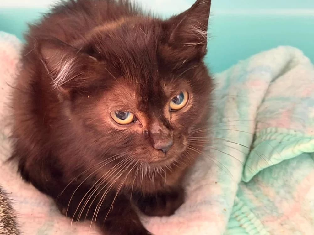 COFFEE, female Mixed Breed for adoption at SPA Saint-Omer, Omer
