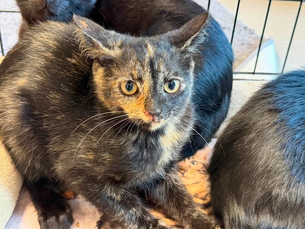 SANDY, female Mixed Breed for adoption at SPA Saint-Omer, Omer
