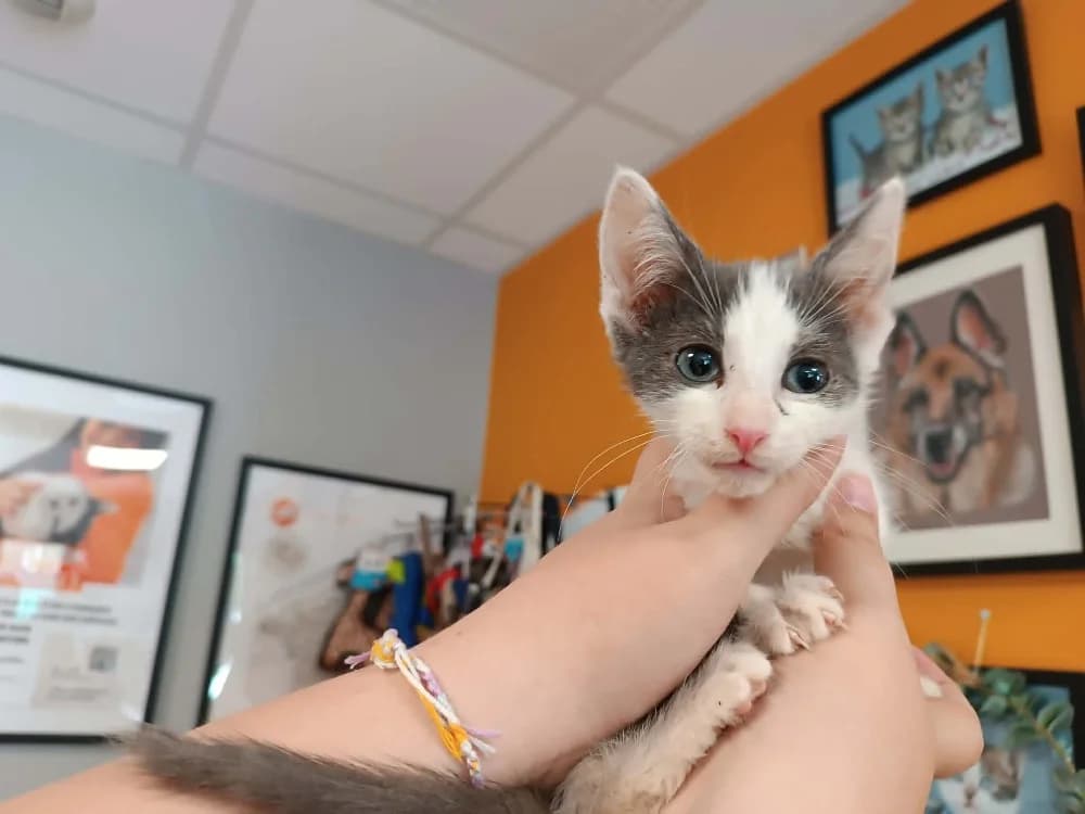 VOLO, male Mixed Breed for adoption at SPA Saint-Omer, Omer