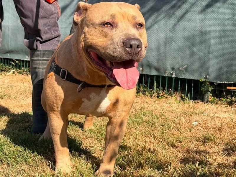 TAHINA, female 4yo American Bully for adoption at SPA Saint-Omer, Omer