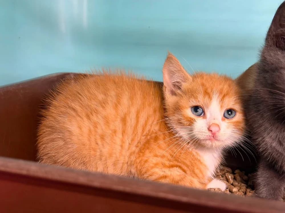 ARAMIS, male Mixed Breed for adoption at SPA Saint-Omer, Omer
