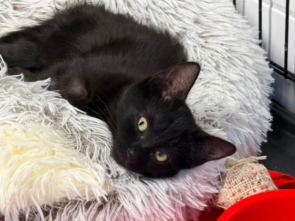 SASSY, female Mixed Breed for adoption at SPA Saint-Omer, Omer