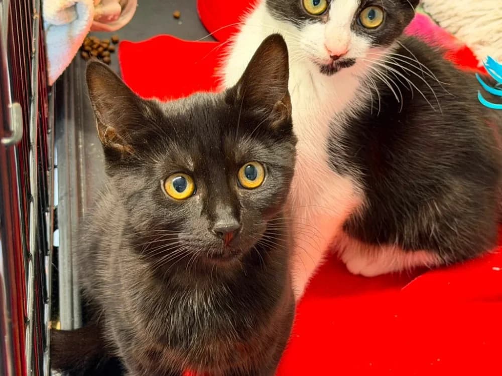 SAYANA, female Mixed Breed for adoption at SPA Saint-Omer, Omer
