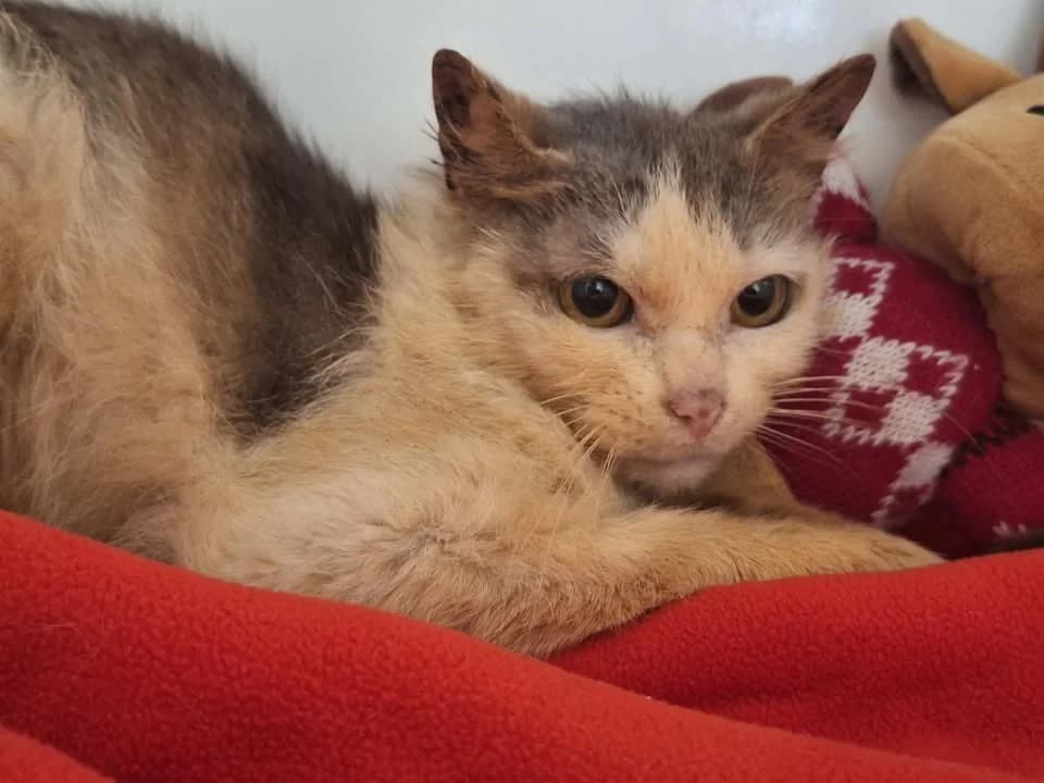 PAILLETTE, female senior Mixed Breed for adoption at SPA Saint-Omer, Omer