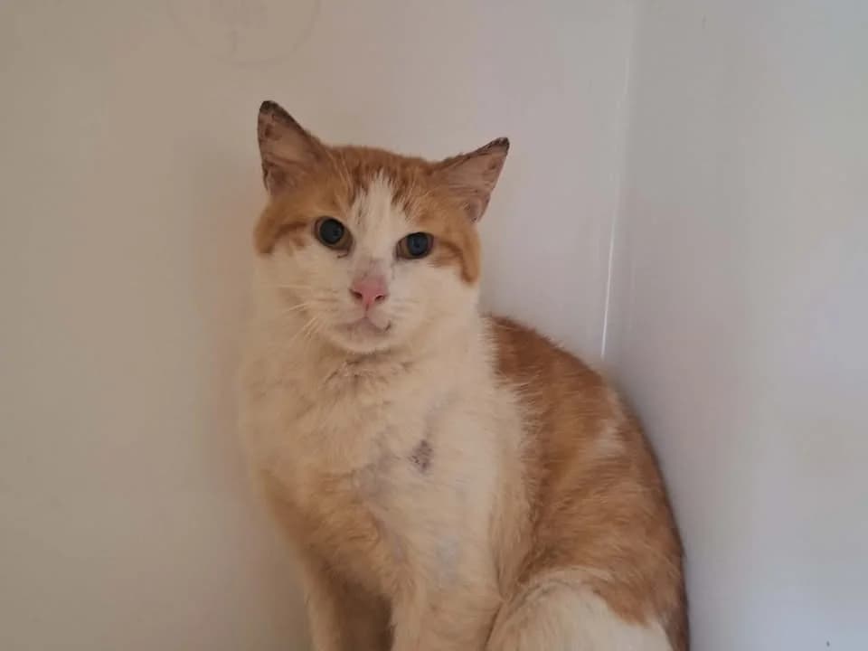 CONFETTI, male senior Mixed Breed for adoption at SPA Saint-Omer, Omer
