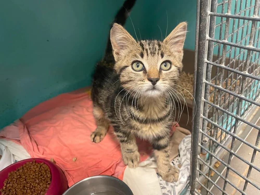 CRUMBLE, male Mixed Breed for adoption at SPA Saint-Omer, Omer