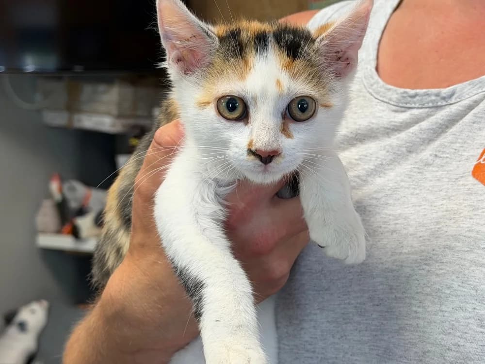 BEBE, female Mixed Breed for adoption at SPA Saint-Omer, Omer