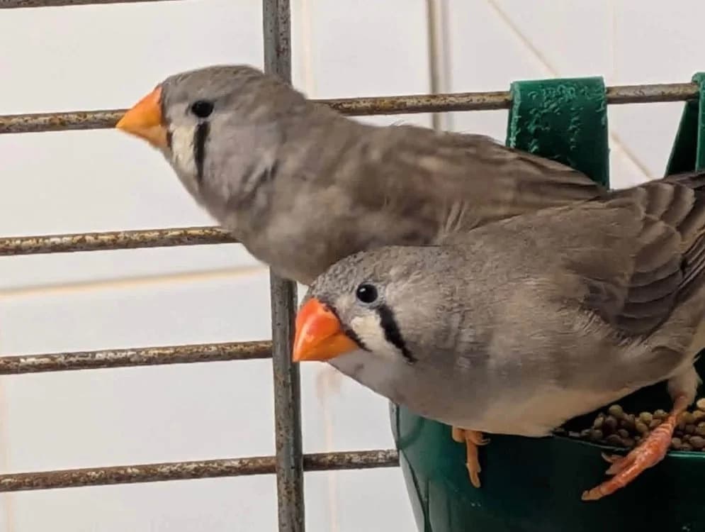 MANDARINS 17, female Mixed Breed for adoption at SPA Saint-Omer, Omer