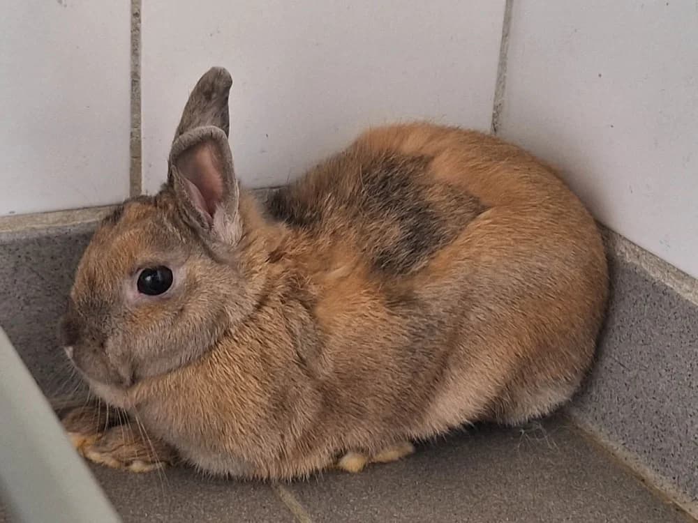 FRAMBOISE, female Mixed Breed for adoption at SPA Saint-Omer, Omer
