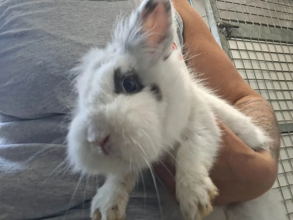 ANETH, female Mixed Breed for adoption at SPA Saint-Omer, Omer