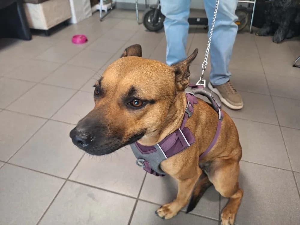RUBY, female young Beagle for adoption at SPA Saint-Omer, Omer