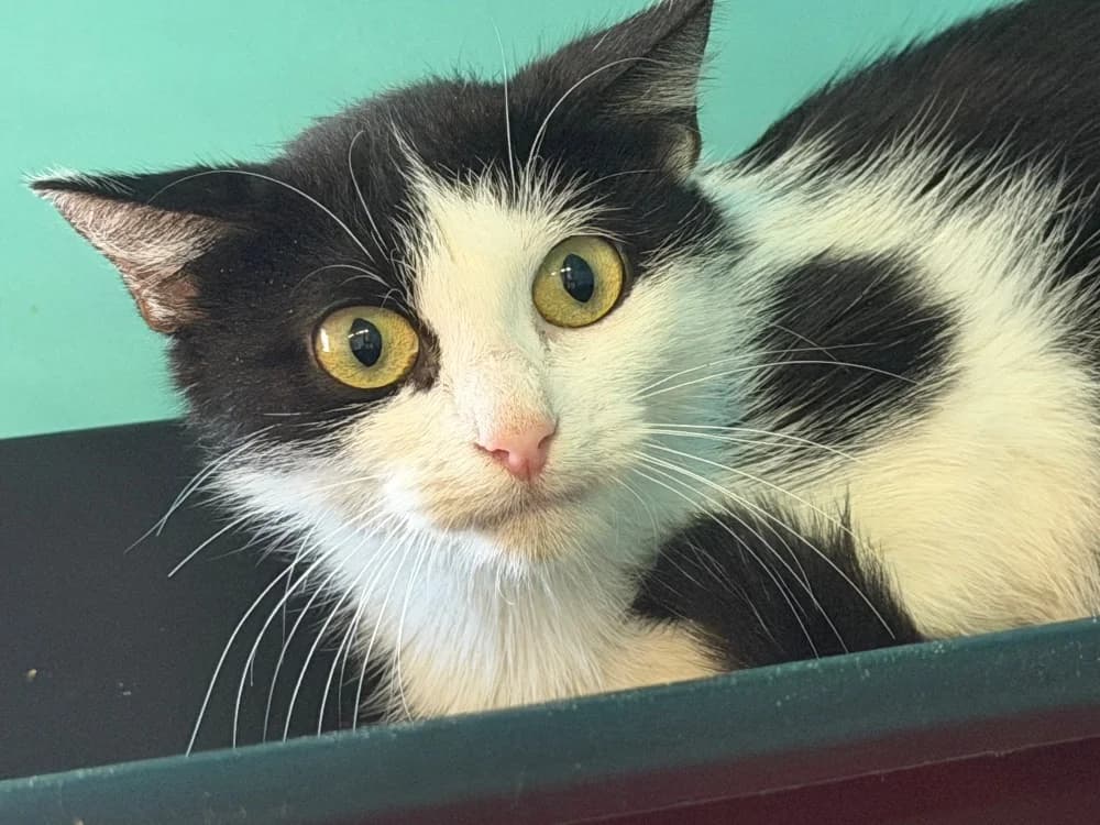 MAYA, female young mixed breed for adoption at SPA Saint-Omer, Omer