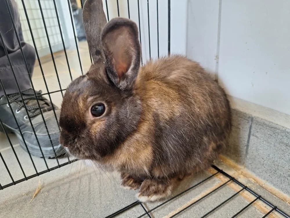 CORIANDRE, female Mixed Breed for adoption at SPA Saint-Omer, Omer