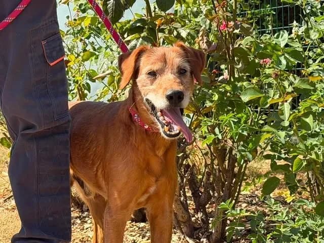 LOKY, male senior German Shepherd for adoption at SPA Saint-Omer, Omer