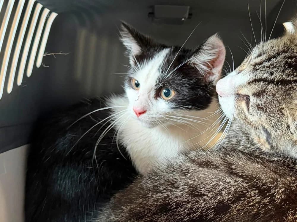 OREO, female Mixed Breed for adoption at SPA Saint-Omer, Omer
