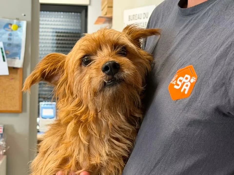 ROUKY, male senior Yorkshire Terrier for adoption at SPA Saint-Omer, Omer