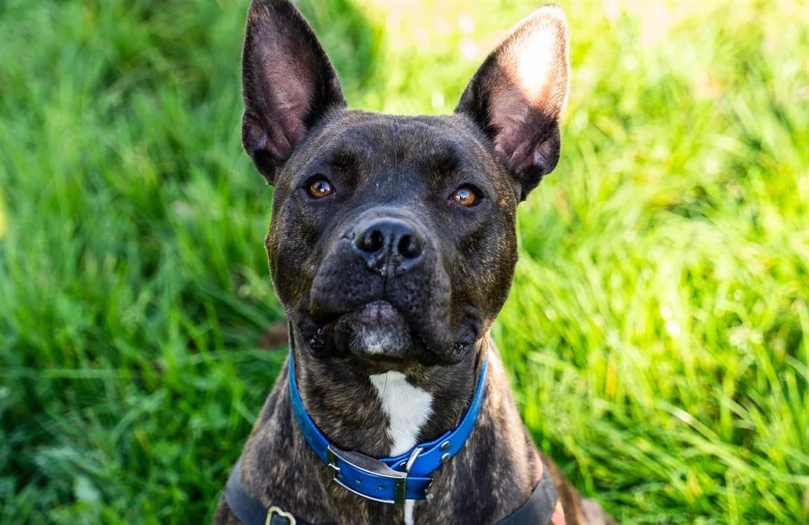 MOWGLI, male 5yo Mixed Breed for adoption at SPA Saint-Omer, Omer