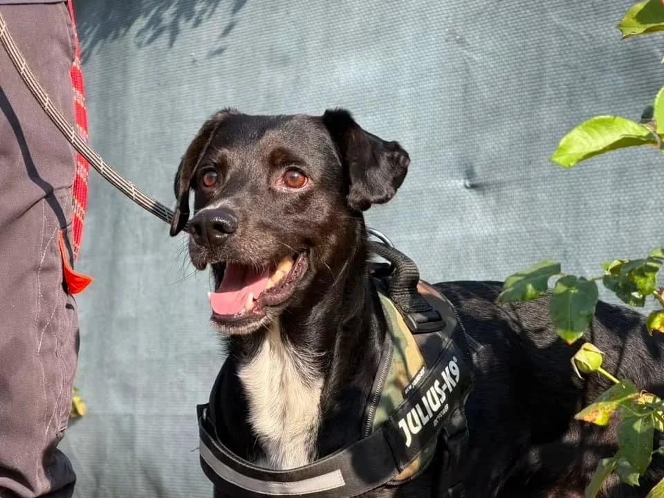 ODIN, male senior Mixed Breed for adoption at SPA Saint-Omer, Omer