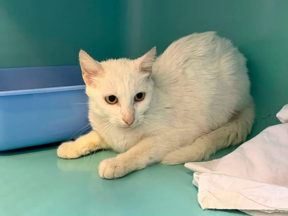 BIJOU, female Mixed Breed for adoption at SPA Saint-Omer, Omer