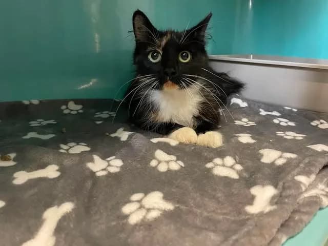 SYBILLE, female Mixed Breed for adoption at SPA Saint-Omer, Omer