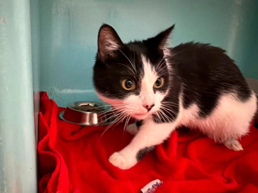 LILO, male 5yo mixed breed for adoption at SPA Saint-Omer, Omer