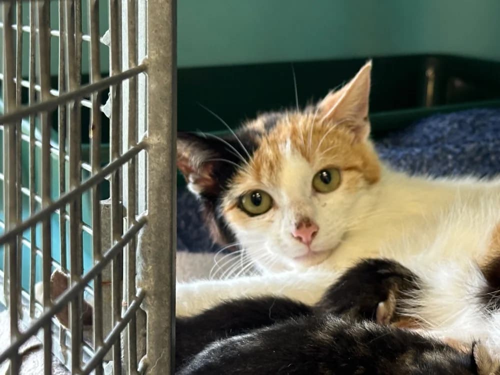 MIMOSA, female young mixed breed for adoption at SPA Saint-Omer, Omer