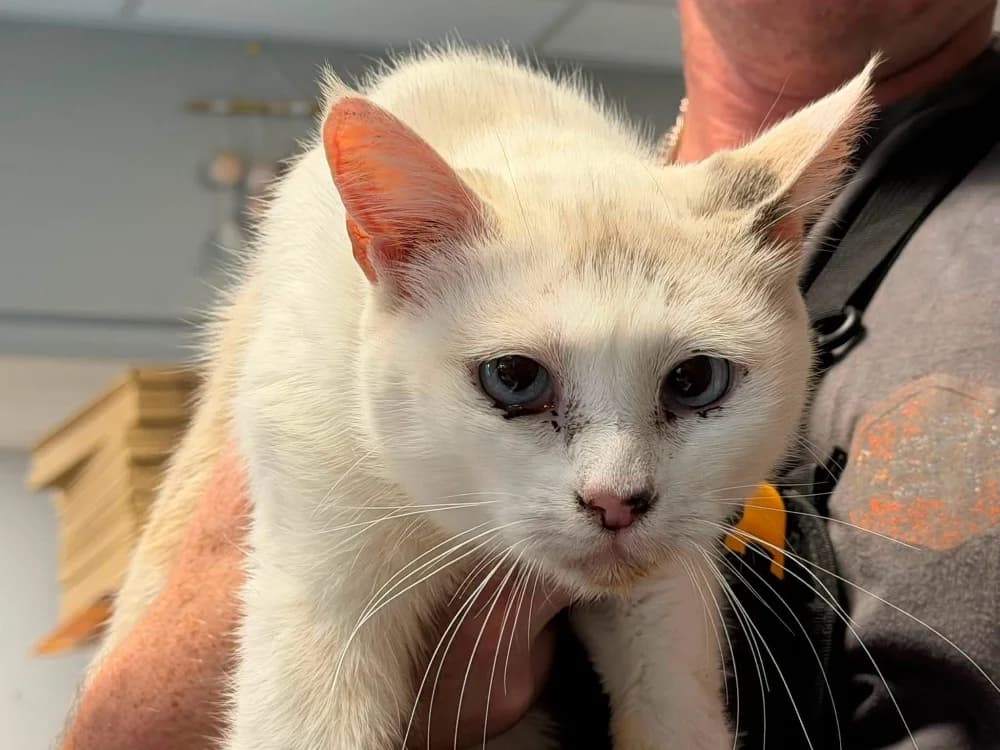 SIDONIE, female Mixed Breed for adoption at SPA Saint-Omer, Omer