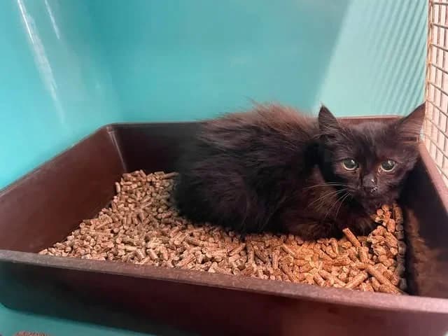 MAXOUNE, female Mixed Breed for adoption at SPA Saint-Omer, Omer
