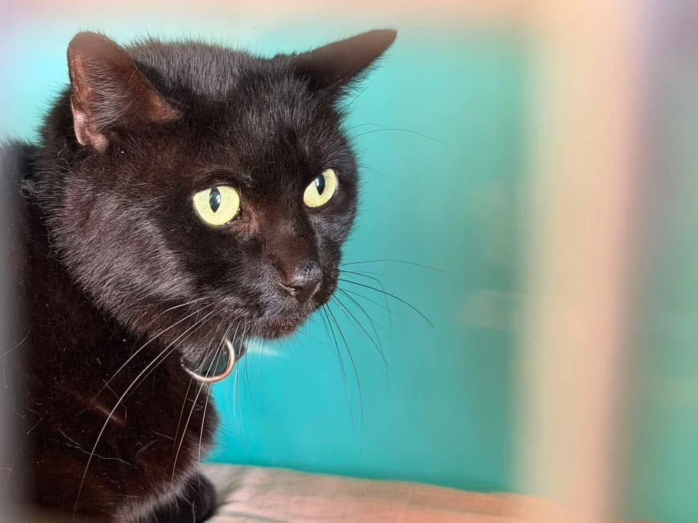 TOFU, male senior Mixed Breed for adoption at SPA Saint-Omer, Omer