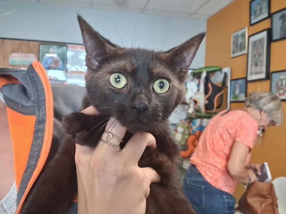 SIMON, male mixed breed for adoption at SPA Saint-Omer, Omer