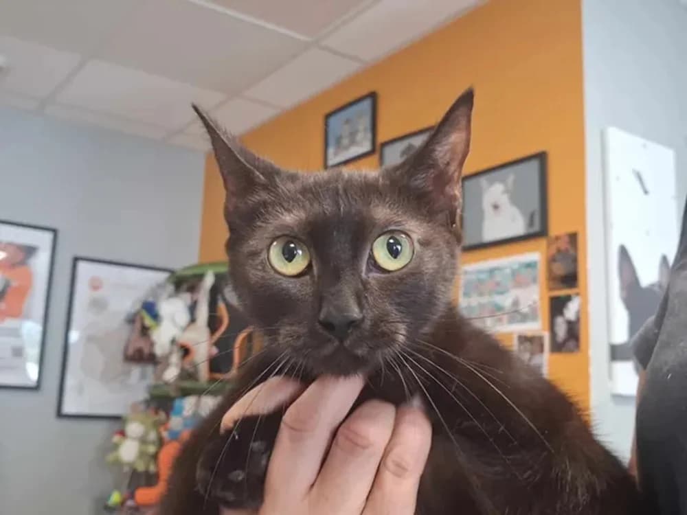 BAGHERA, female young Mixed Breed for adoption at SPA Saint-Omer, Omer