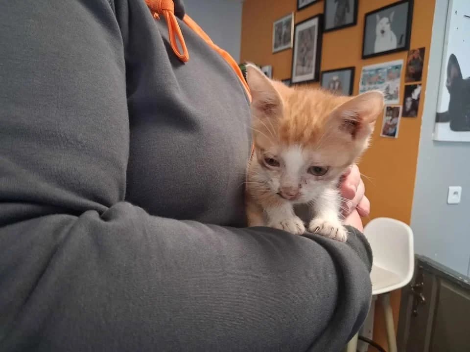 LOCOUM, male Mixed Breed for adoption at SPA Saint-Omer, Omer