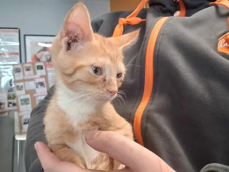 FINN, male Mixed Breed for adoption at SPA Saint-Omer, Omer