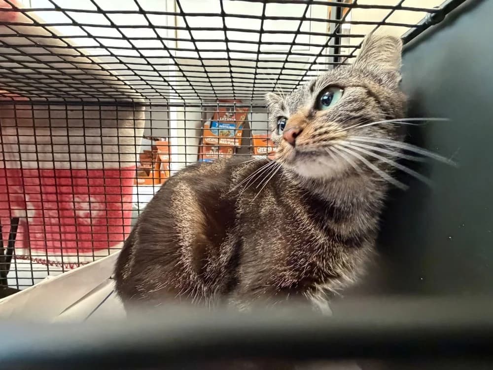 CANELLE, female young mixed breed for adoption at SPA Saint-Omer, Omer