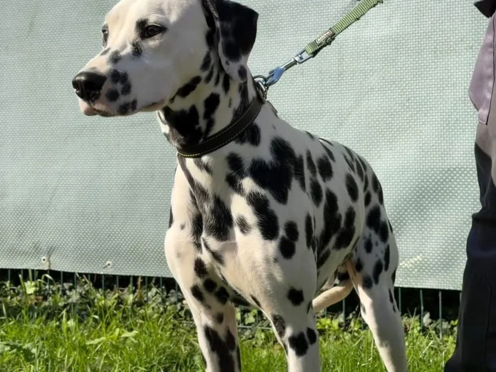 PONGO, male young Dalmatian for adoption at SPA Saint-Omer, Omer