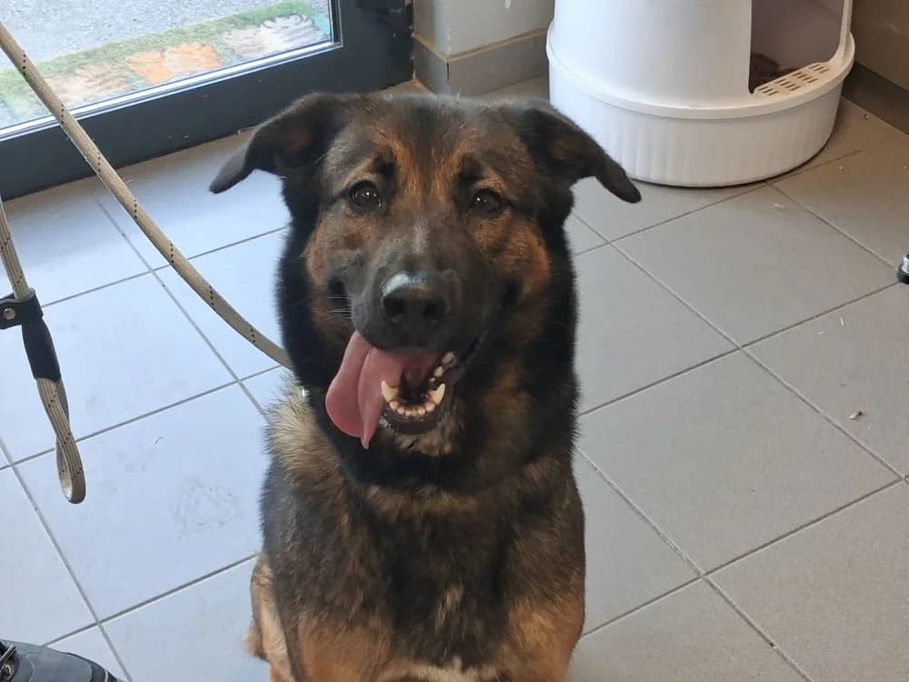 USKA, female Mixed Breed for adoption at SPA Saint-Omer, Omer