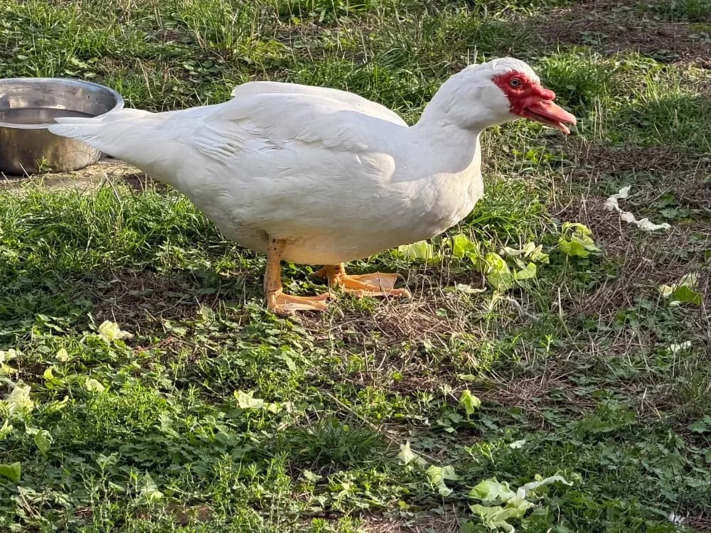 RAND, male Mixed Breed for adoption at SPA Saint-Omer, Omer