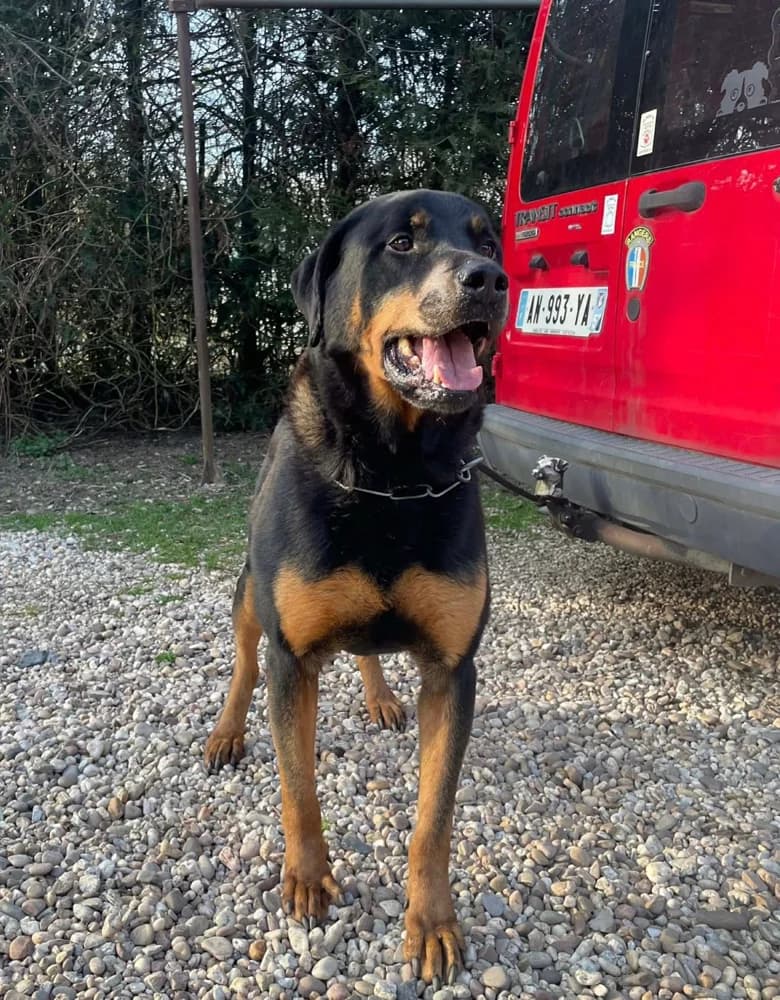 BENJI, male senior Rottweiler for adoption at SPA de Sarrebourg
