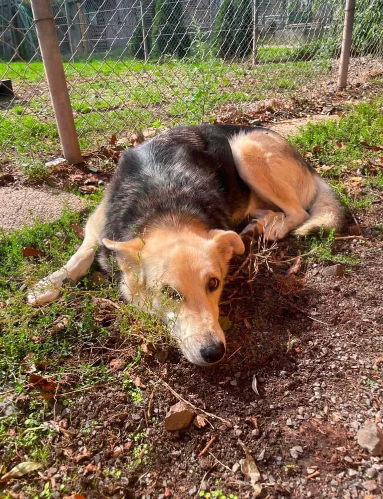 DOUSHKA, female 6yo mixed breed for adoption at SPA de Sarrebourg