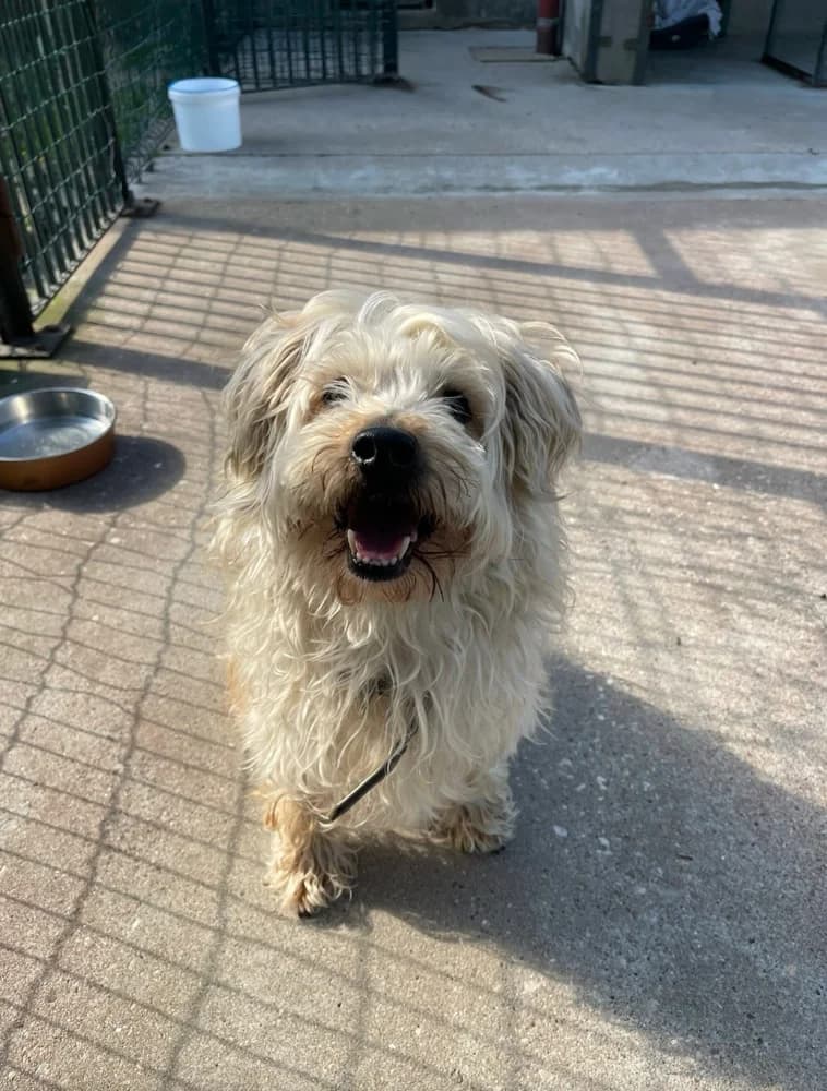 GOBI, male senior Bichon Frisé for adoption at SPA de Sarrebourg